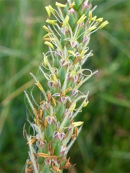 Plantago maritima (sea plantain), Littleton, South Gloucestershire