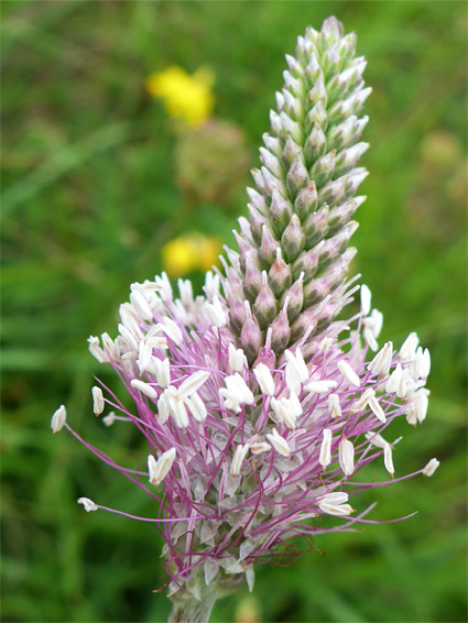 Hoary plantain (plantago media), Rough Bank Reserve, Gloucestershire