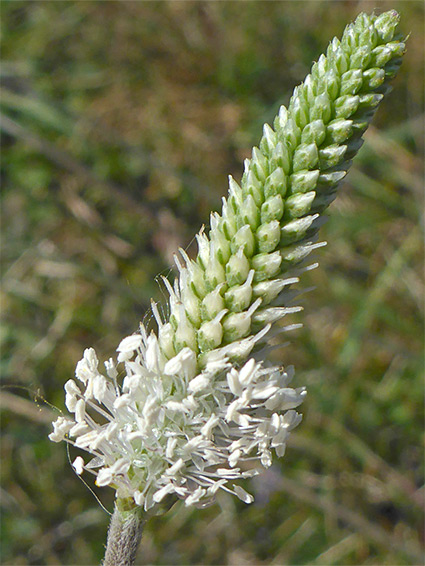 Narrow inflorescence