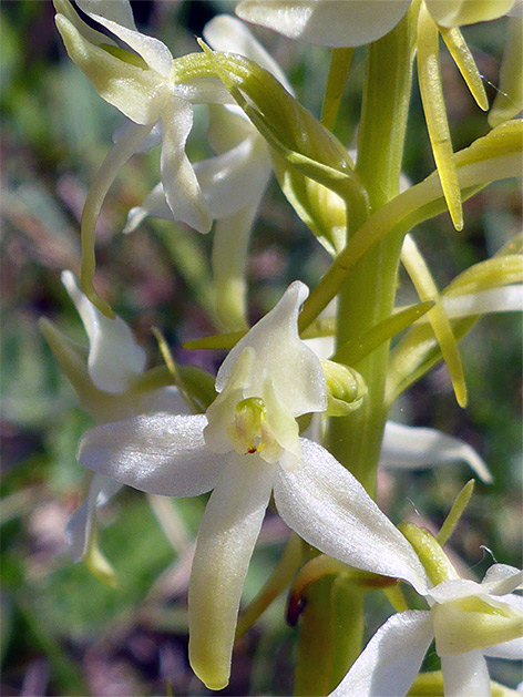 Lesser butterfly orchid (platanthera bifolia), Pewsey Downs, Wiltshire