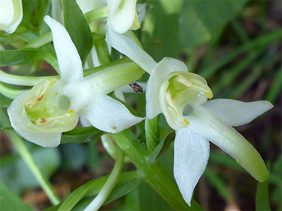 Greater butterfly orchid (platanthera chlorantha), Green Down, Somerset