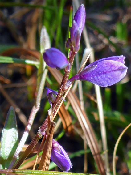 Heath milkwort (polygala serpyllifolia), The Park, Gloucestershire