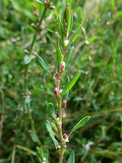 Equal-leaved knotgrass (polygonum arenastrum), Sand Point, Somerset