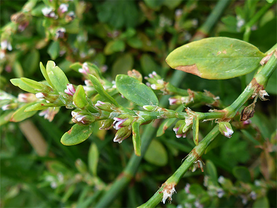 Polygonum aviculare (common knotgrass), Nash Point, Vale of Glamorgan