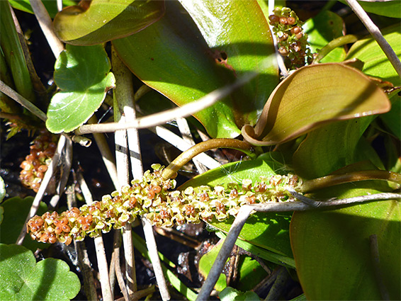 Potamogeton polygonifolius (bog pondweed), Yarty Moor, Somerset