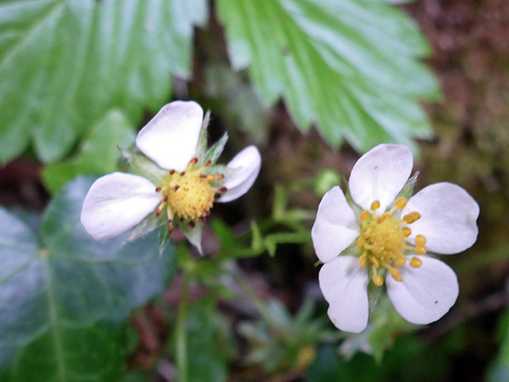 Two white flowers