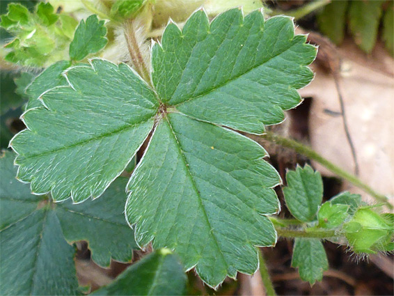 Trifoliate leaf