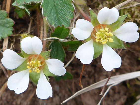 Pair of flowers