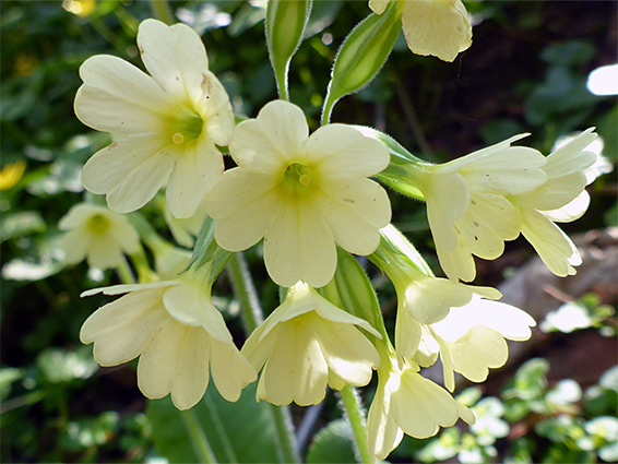 Primula elatior (oxlip), Long Wood, Kent