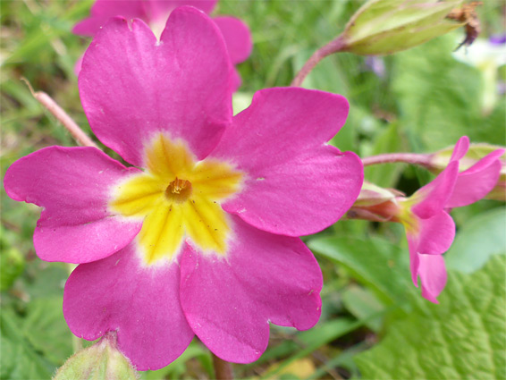 Pink flower