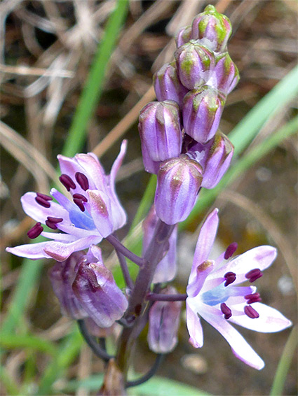 Autumn squill (prospero autumnale), Avon Gorge, Bristol