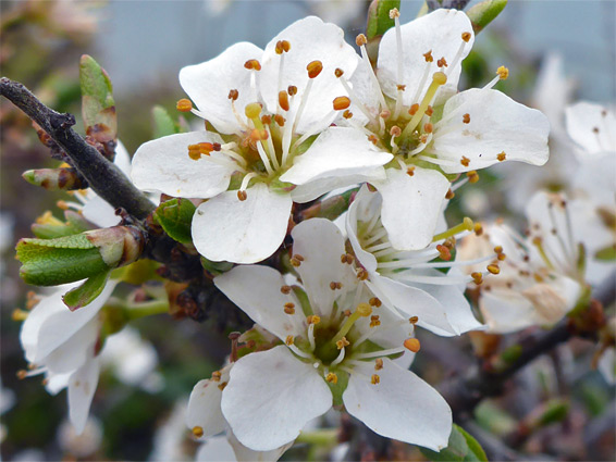 Prunus spinosa (blackthorn), The Warren, Noss Mayo, Devon