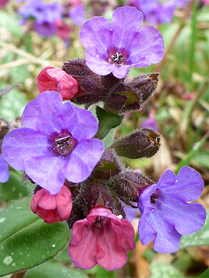 Lungwort (pulmonaria officinalis), Painswick Beacon, Gloucestershire