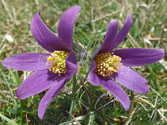Pair of flowers