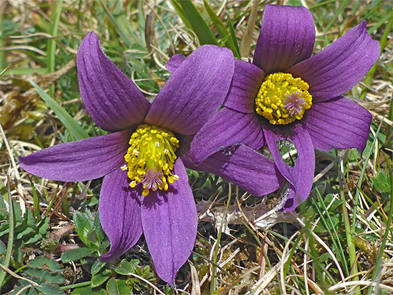 Two flowers