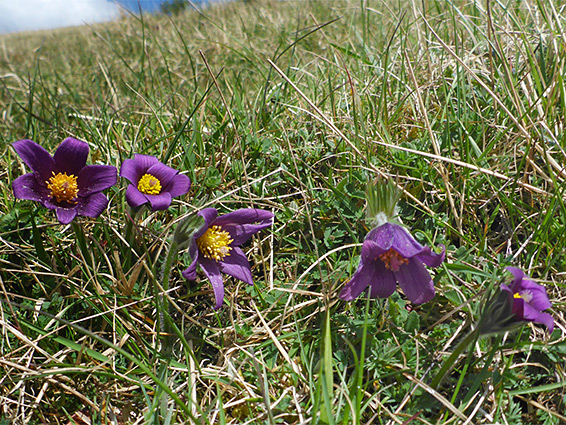 Line of flowers