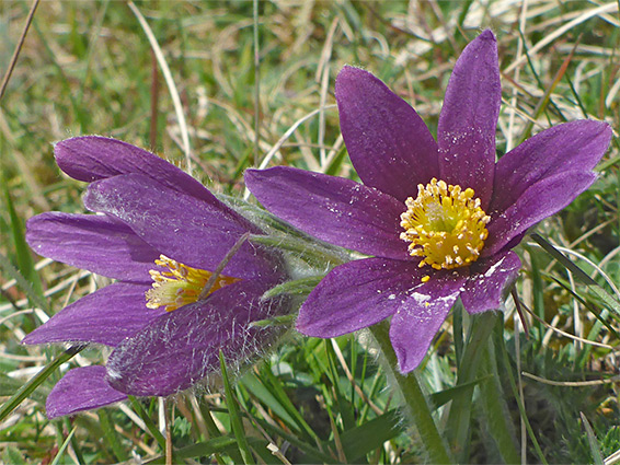 Large purple flowrrs