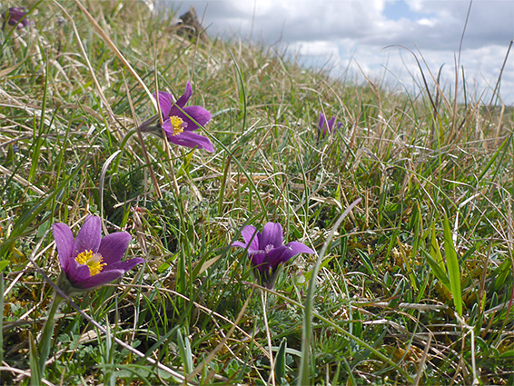 Flowers on a slope