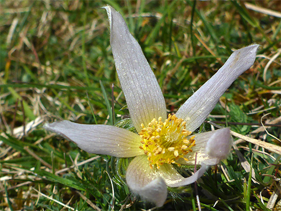 White flower