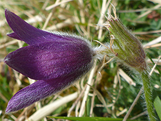 Stem and flower
