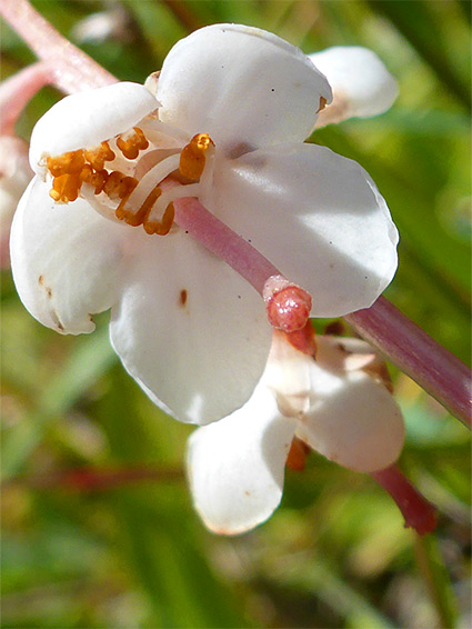 Round-leaved wintergreen (pyrola rotundifolia), Kenfig, Bridgend