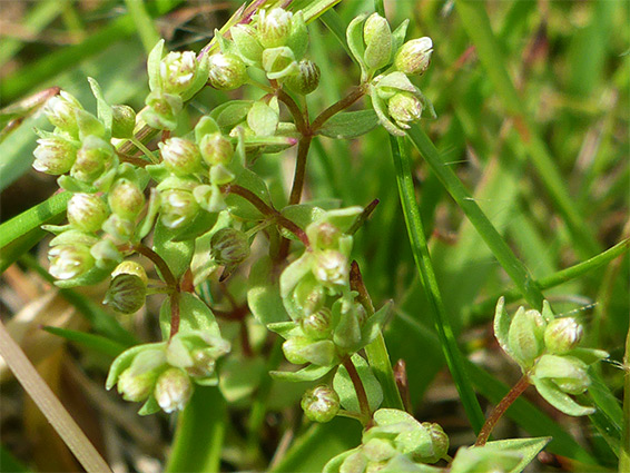 Radiola linoides (allseed flax), Rowbarrow Pond, New Forest, Hampshire