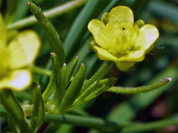 Ranunculus arvensis (corn buttercup), Fivehead Arable Fields, Somerset