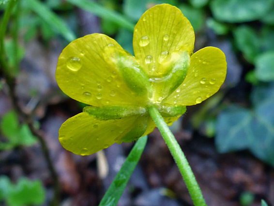 Base of a flower