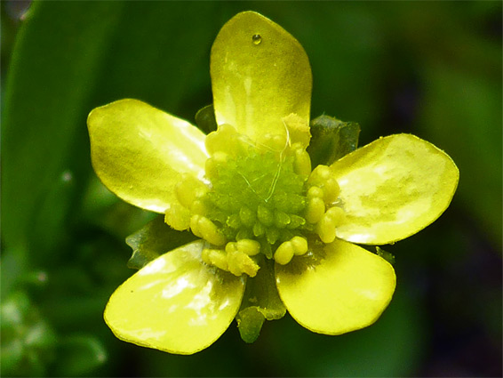 Ranunculus ophioglossifolius (adder's-tongue spearwort), Badgeworth Nature Reserve, Gloucestershire