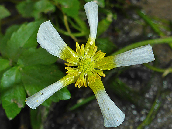 Withering flower