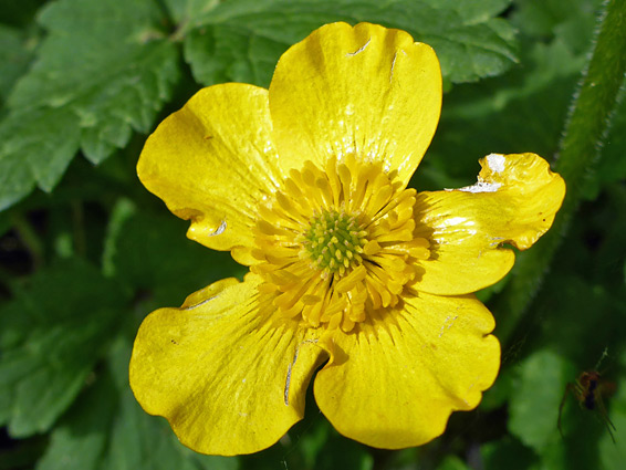 Ranunculus repens (creeping buttercup), Lower Woods, Gloucestershire