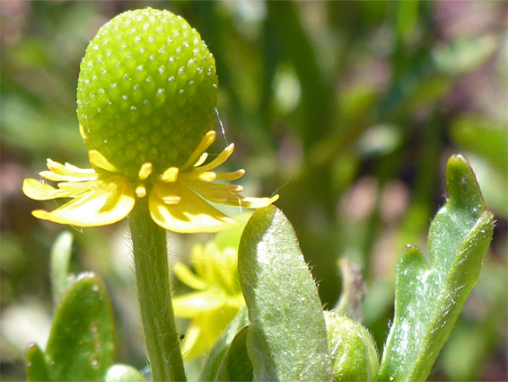 Celery-leaved buttercup (ranunculus sceleratus), Lawrence Weston Moor, Gloucestershire