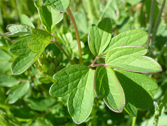 Lobed leaf