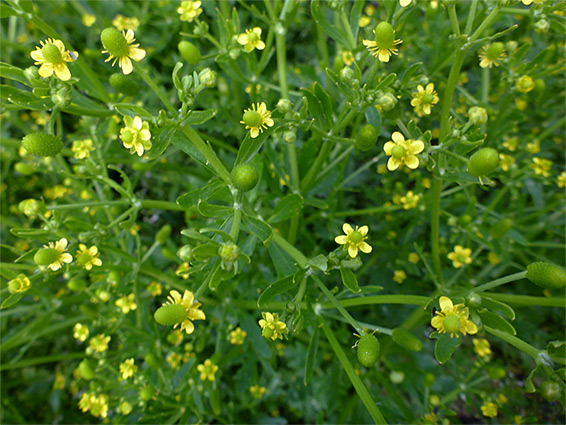 Many flowers