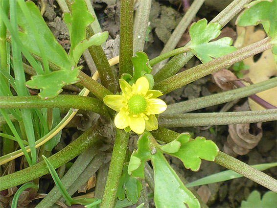 Flower and leaf stalks