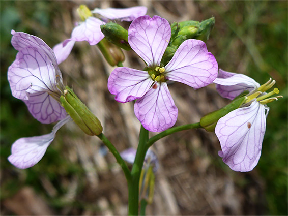 Raphanus sativus (radish), Goldcliff Pill, Newport