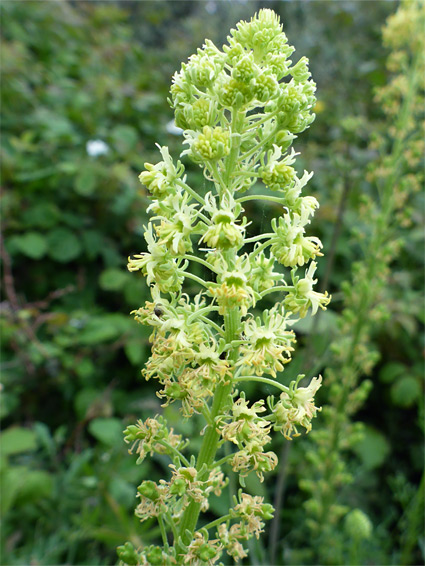 Reseda lutea (wild mignonette), Berrow Dunes, Somerset