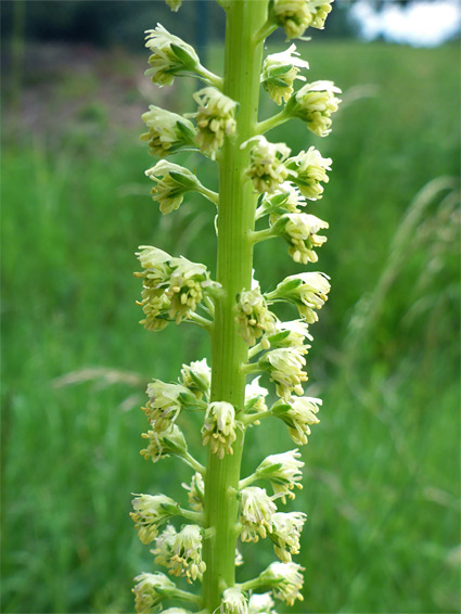 Reseda luteola (weld), Stoke Gifford, Gloucestershire