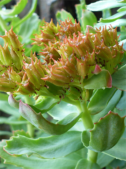 Roseroot (rhodiola rosea), Cwm Idwal, Gwynedd