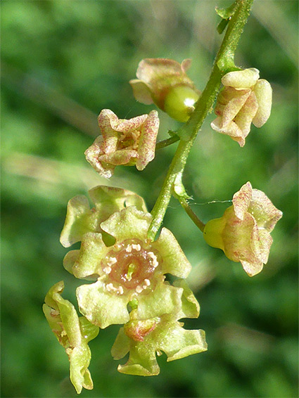 Ribes rubrum (redcurrant), Long Wood, Kent