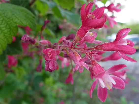 Flowering currant (ribes sanguineum), Leigh Woods, Bristol