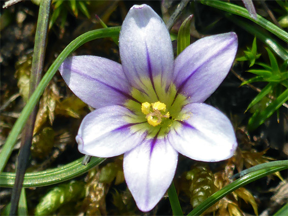 Romulea columnae (sand crocus), Dawlish Warren, Devon