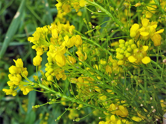 Rorippa amphibia, great yellow-cress, Saltmarsh Drive, Bristol