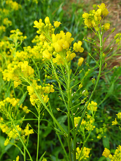 Branched inflorescence