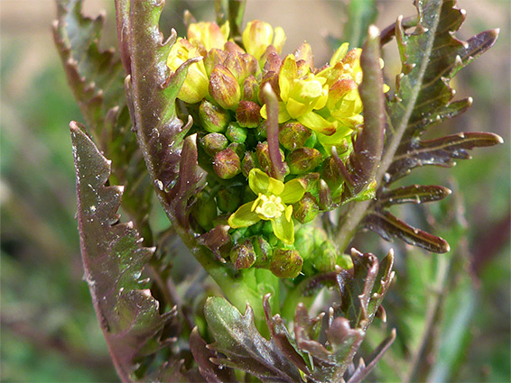 Marsh yellow cress (rorippa palustris), Pilning, South Gloucestershire