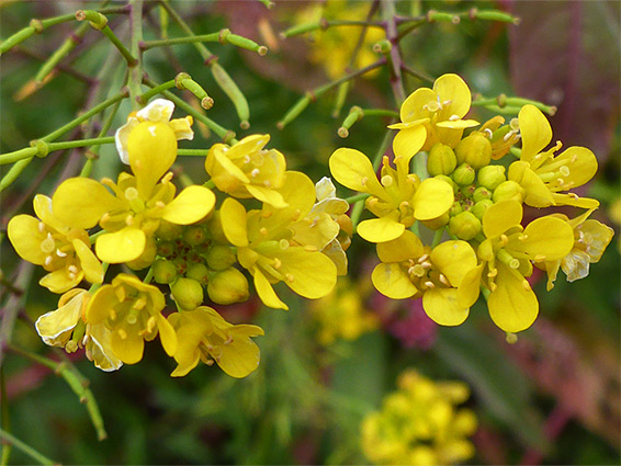 Rorippa sylvestris (creeping yellow-cress), Blagdon Lake, Somerset