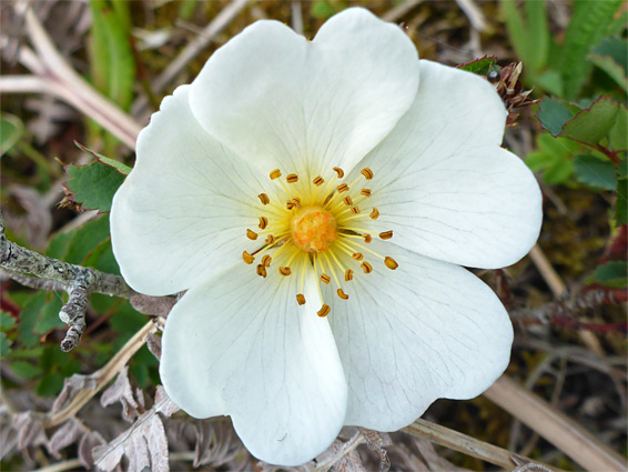 Burnet rose (rosa pimpinellifolia), Oxwich Burrows, Swansea