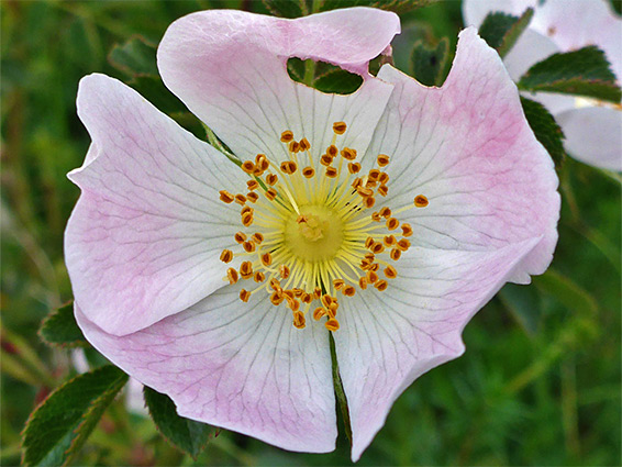 Sweet briar (rosa rubiginosa), Wylye Down, Wiltshire