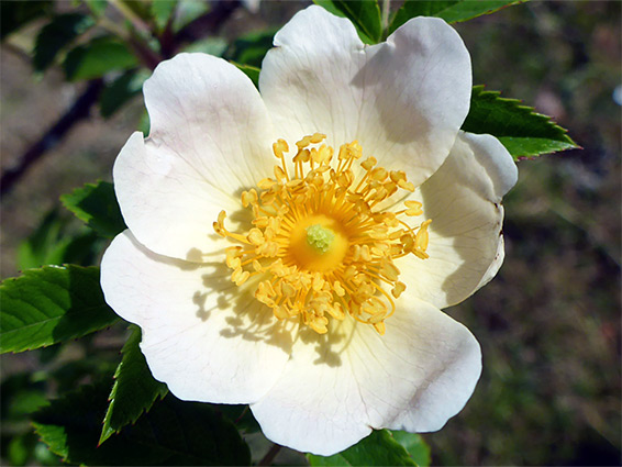 White flower of rosa stylosa (short-styled field rose), Dolebury Warren, Somerset