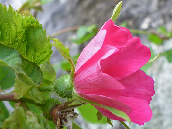 Whitewoolly rose (rosa tomentosa), Llangattock Escarpment, Powys